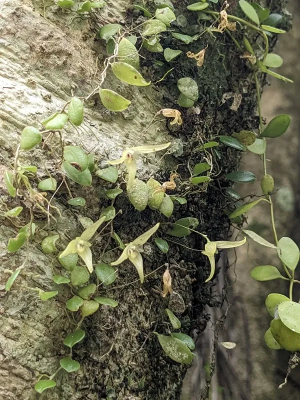 Bulbophyllum drymoglossum