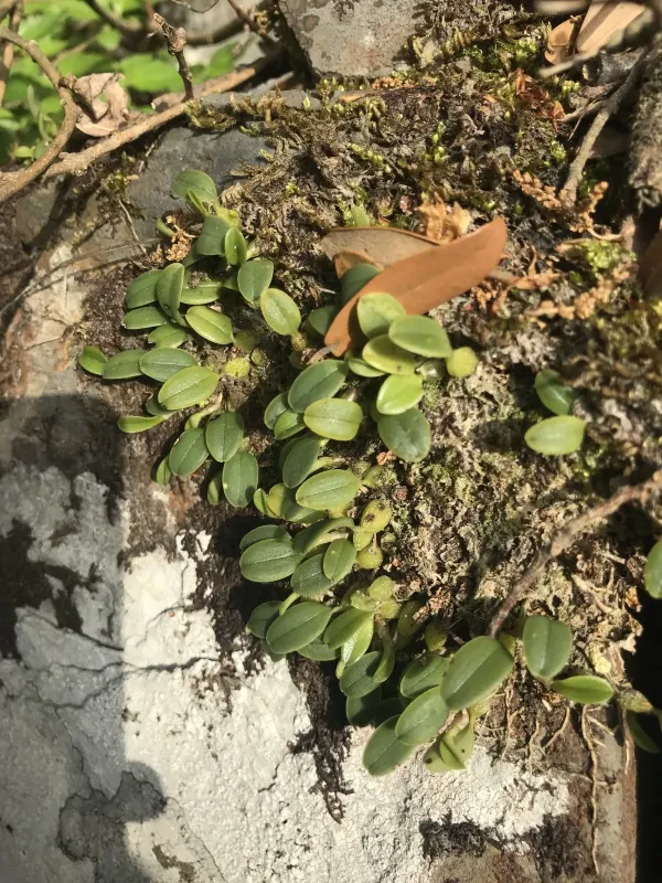 Bulbophyllum inconspicuum