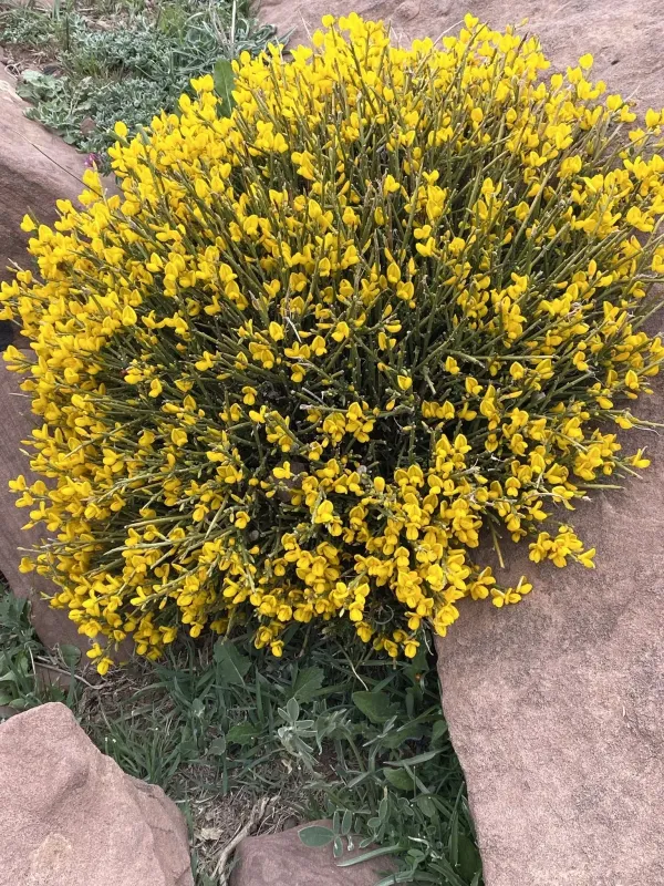Balansa broom