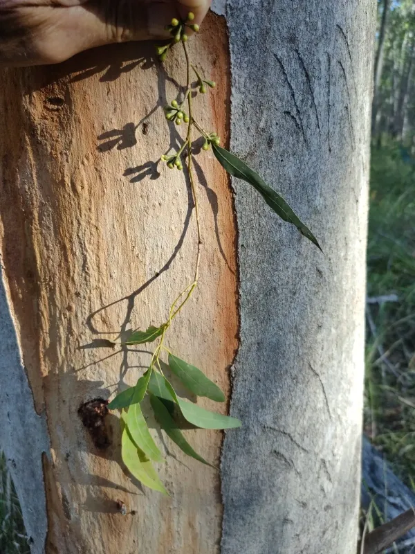 Eucalyptus propinqua