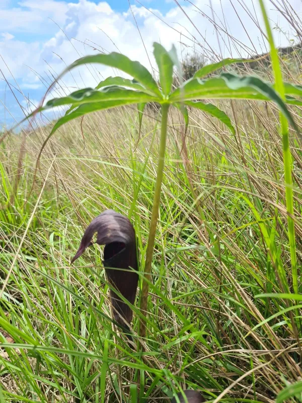 Arisaema consanguineum