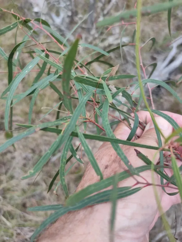 Eucalyptus exserta