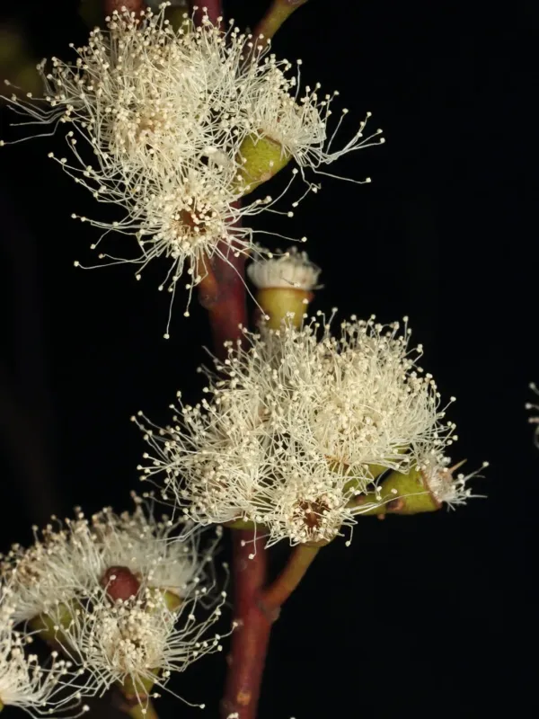 Eucalyptus foecunda