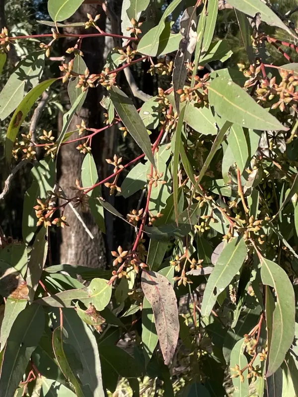 Eucalyptus major