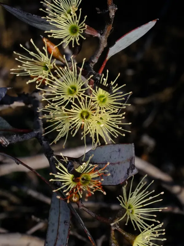Eucalyptus redunca