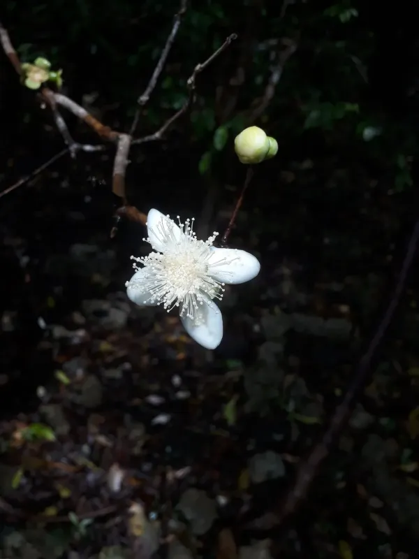 Eugenia lucida