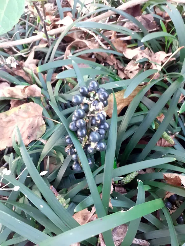 Liriope muscari