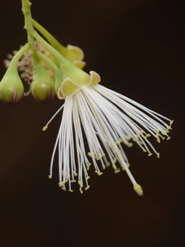 Capparis apetala