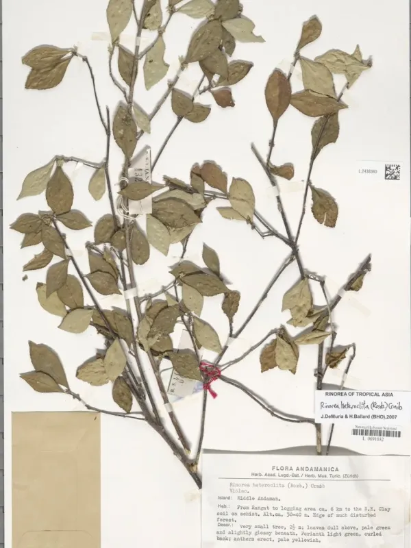 Rinorea heteroclita