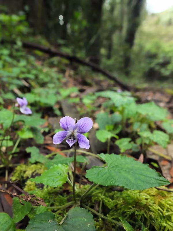 Hairy violet