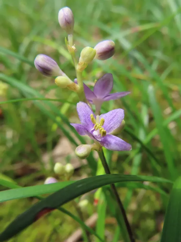 Liriope minor