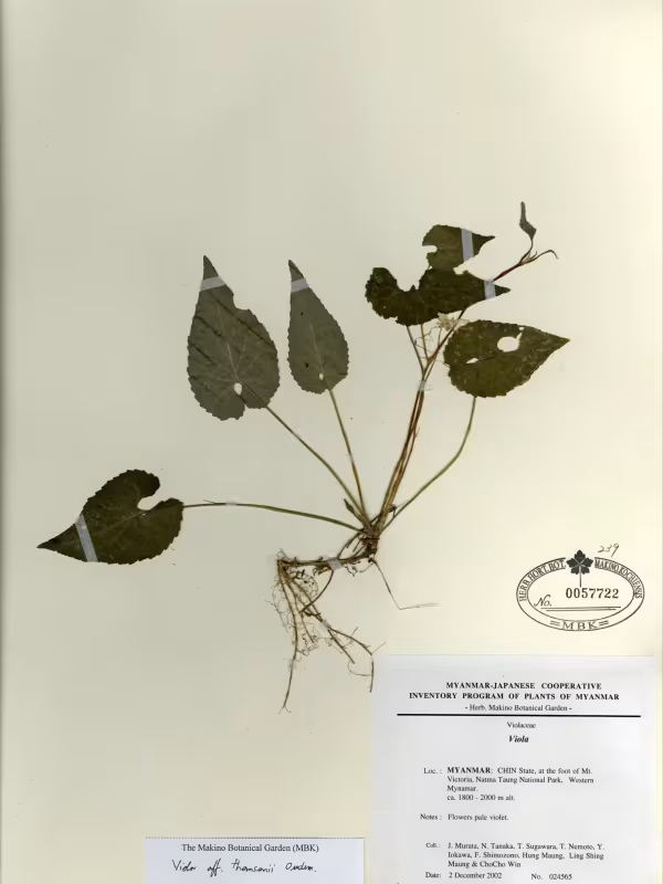 Thomson's violet