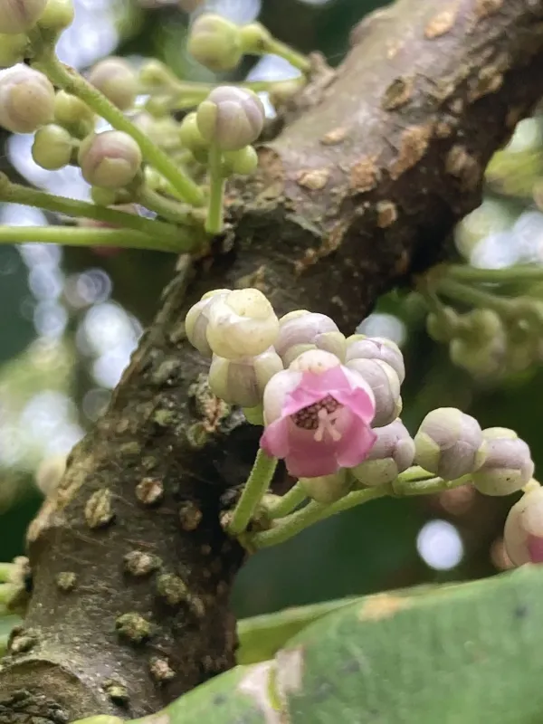 Saurauia roxburghii