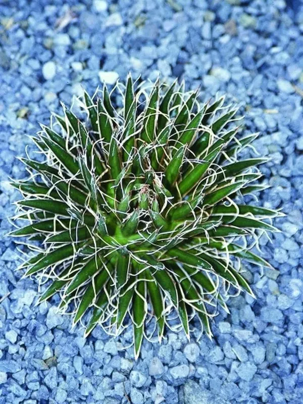 Agave multifilifera