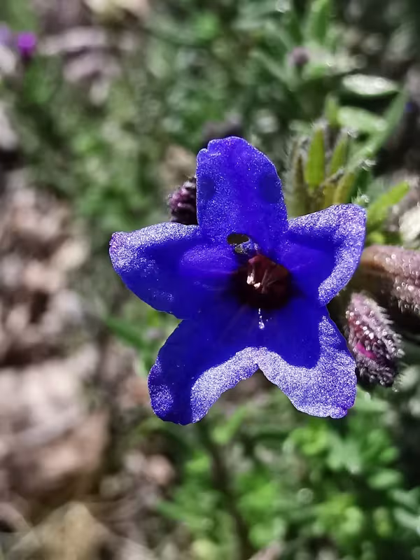 Glandora diffusa