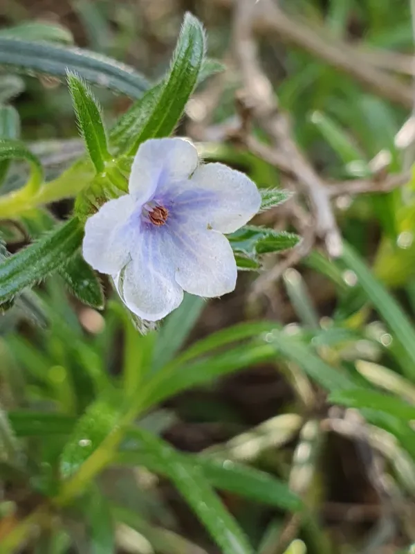 Lithodora zahnii
