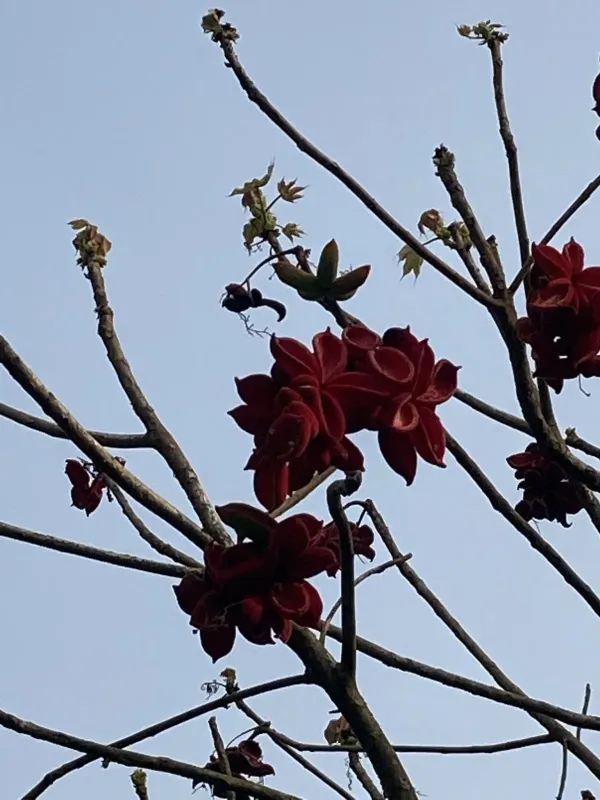 Sterculia villosa