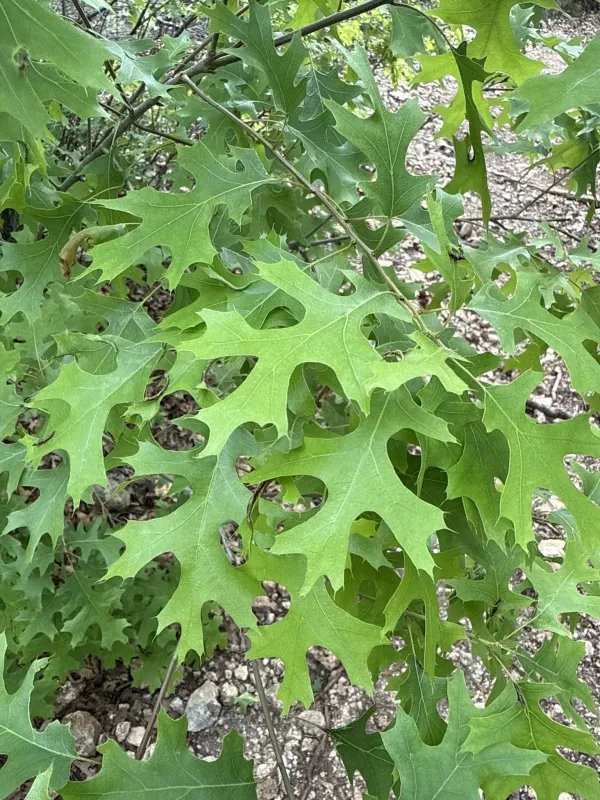 Buckley oak