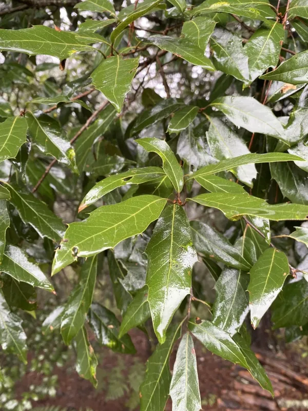 Laurel oak