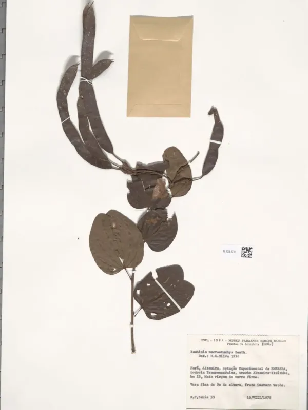 Phanera macrostachya