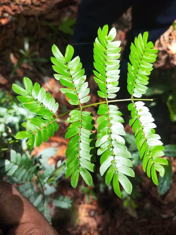 Senegalia caesia