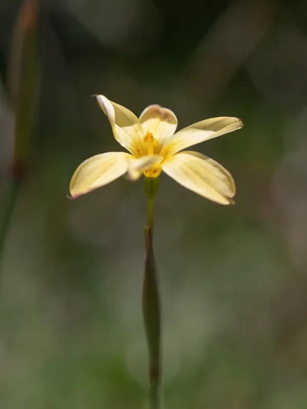 Patagonian sisyrinchium