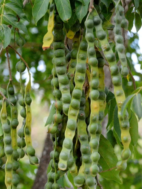 Inga cylindrica