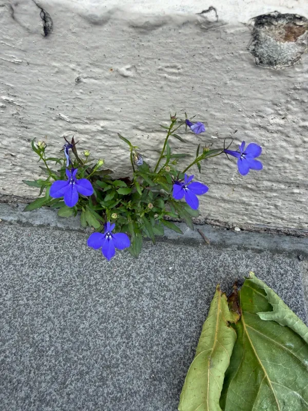 Lobelia erinus