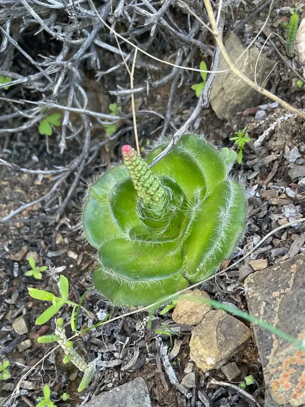 Crassula barbata