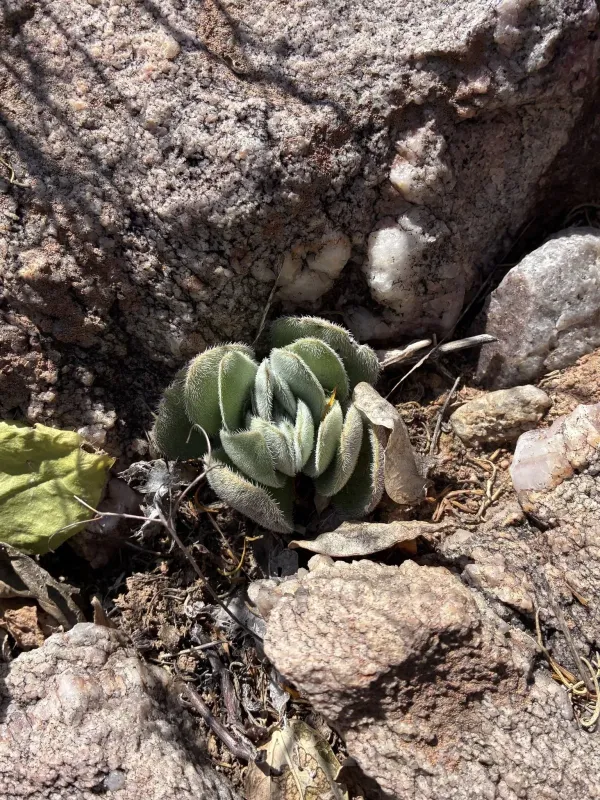 Crassula tomentosa