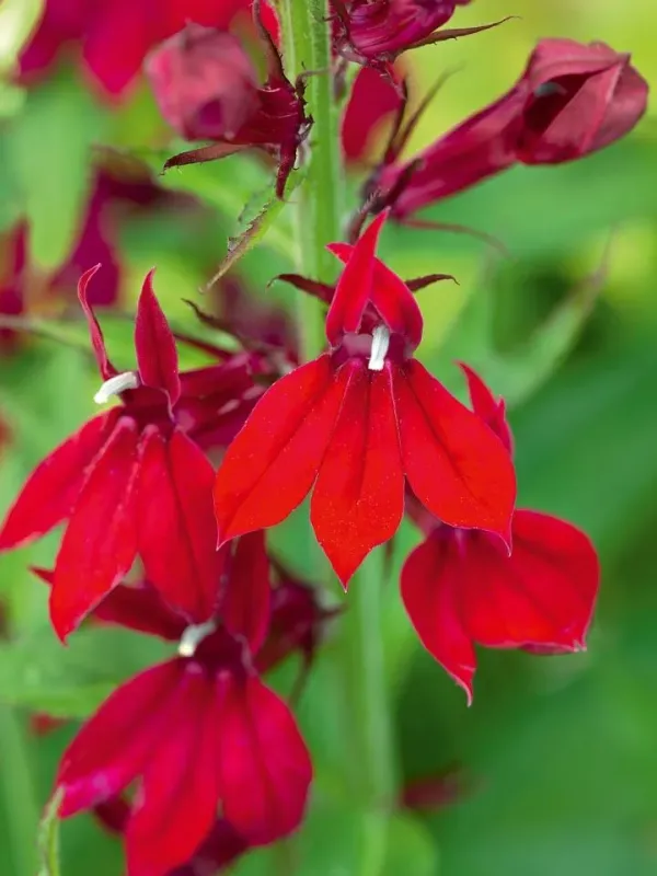Lobelia x speciosa