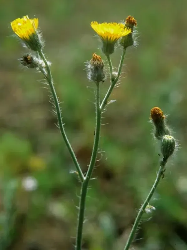 Roth's Hawkweed
