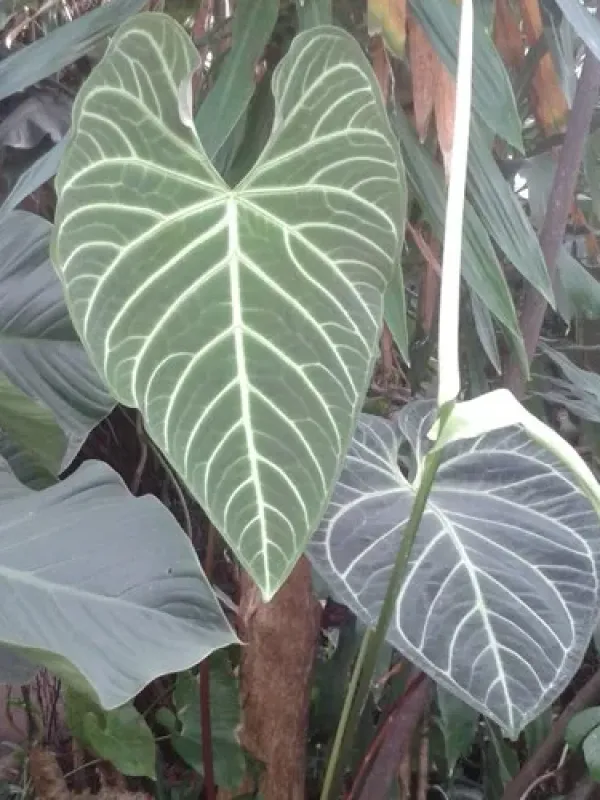 Anthurium regale