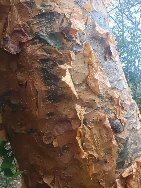 Commiphora harveyi