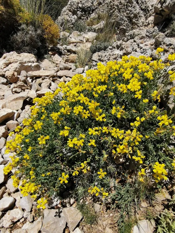 Hippocrepis valentina