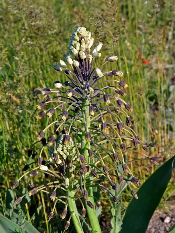Bellevalia sarmatica