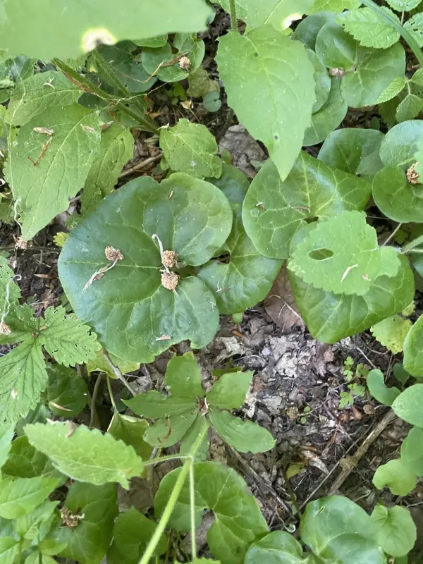 Asarum intermedium
