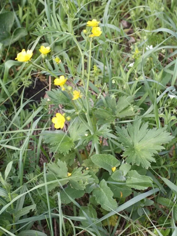 Georgian Buttercup