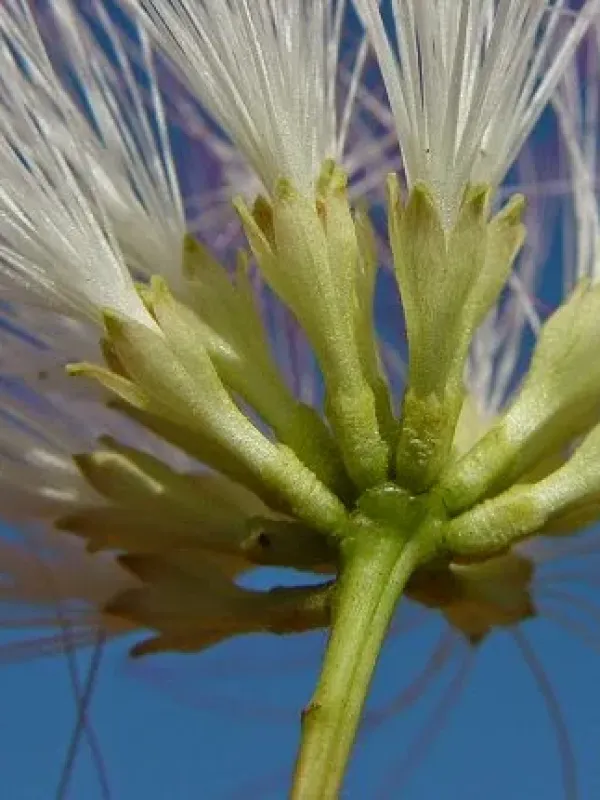 Albizia thompsonii