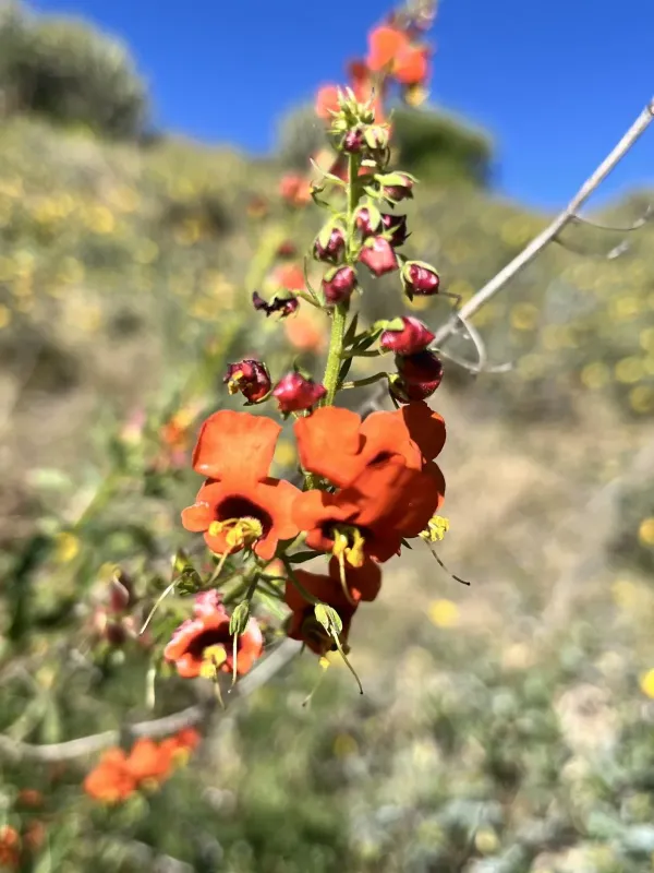 Alonsoa meridionalis