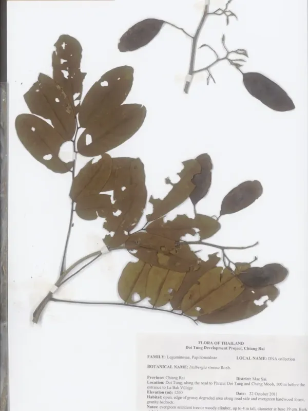 Dalbergia rimosa