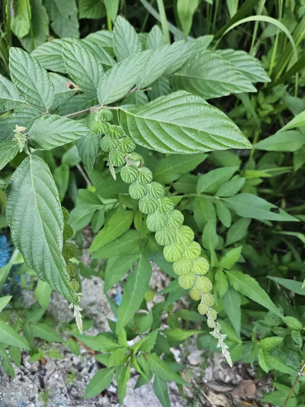 Phyllodium pulchellum