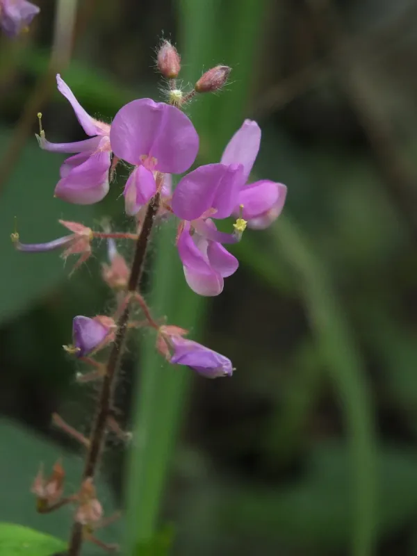 Uraria rufescens