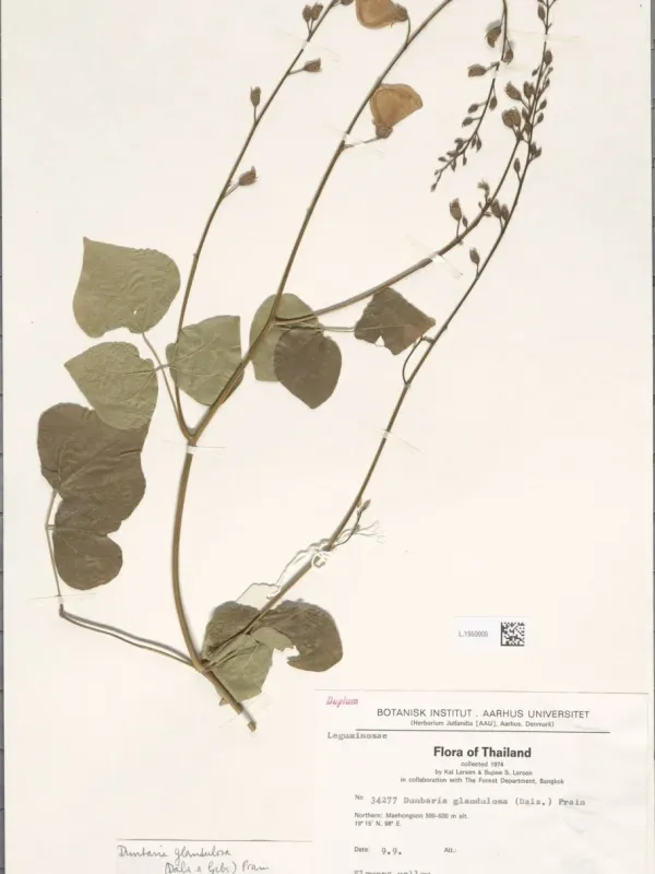 Dunbaria glandulosa