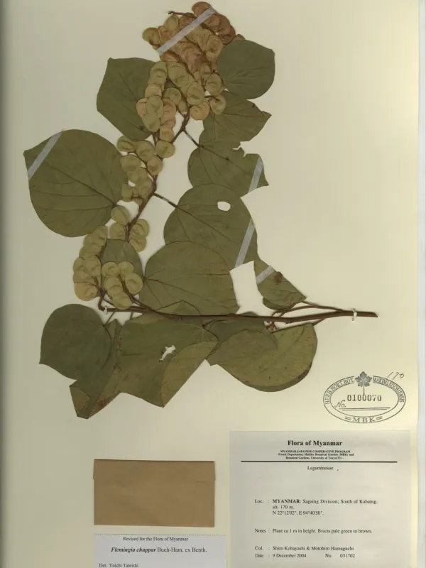 Flemingia chappar