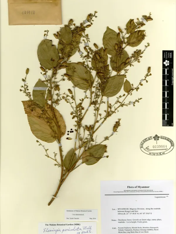 Flemingia paniculata