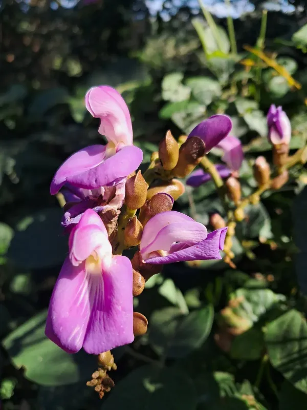 Canavalia africana