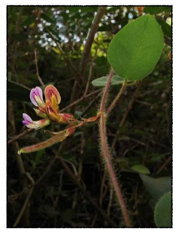 Shuteria involucrata