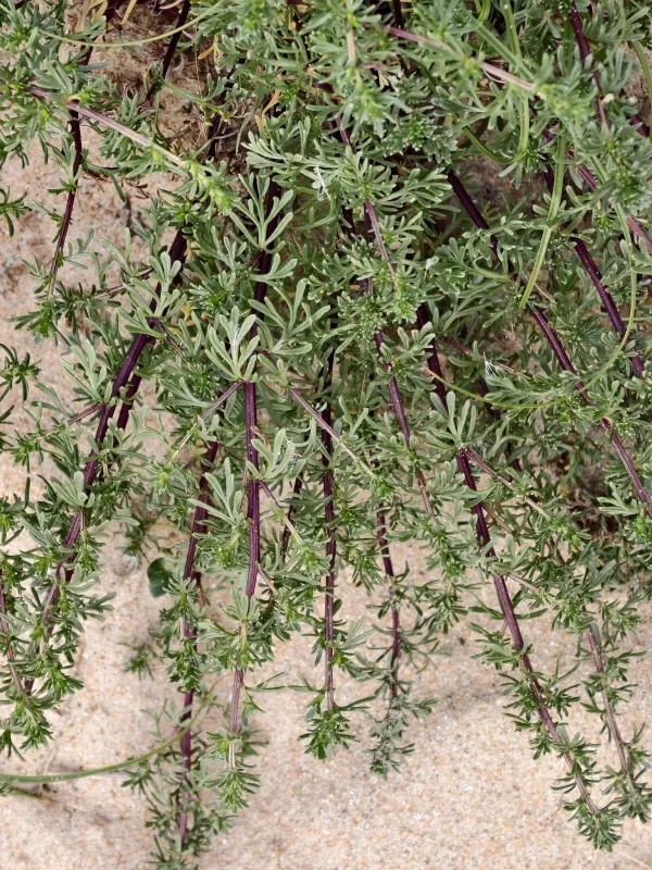 Sea wormwood