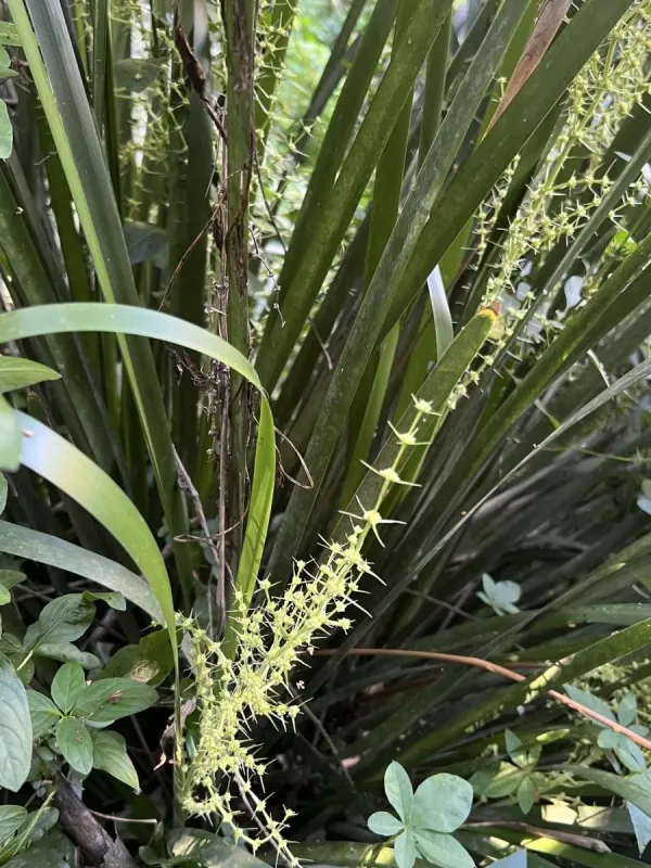 Lomandra hystrix